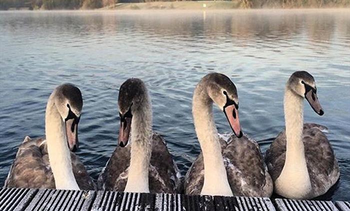 Four beautiful cygnets on a frosty morning.